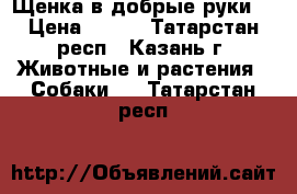  Щенка в добрые руки! › Цена ­ 100 - Татарстан респ., Казань г. Животные и растения » Собаки   . Татарстан респ.